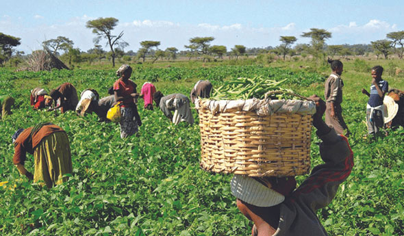 Agriculture and Economy
